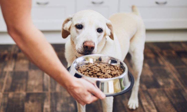 ¿Cómo cuidar la alimentación en perros?