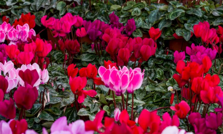 ¿Cuáles son los tipos de flores de invierno?